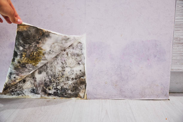 Mold Testing and Removal in Oakdale, NY
